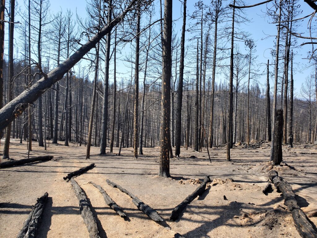 Photo of by Tracy Hines from Larimer County of fire burn tree line.